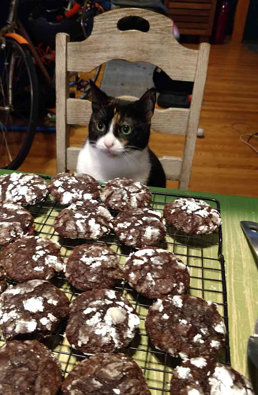 A table of freshly baked chocolate-ginger crinkle cookies covered in powder sugar