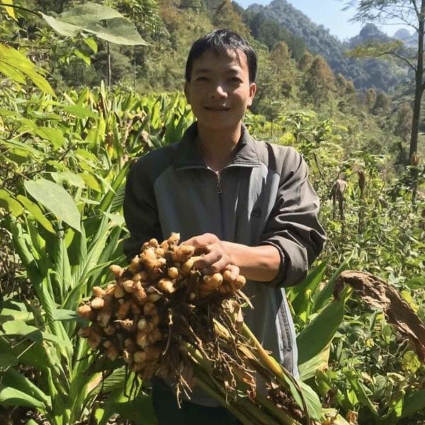 Buffalo Ginger being harvested in Thailand