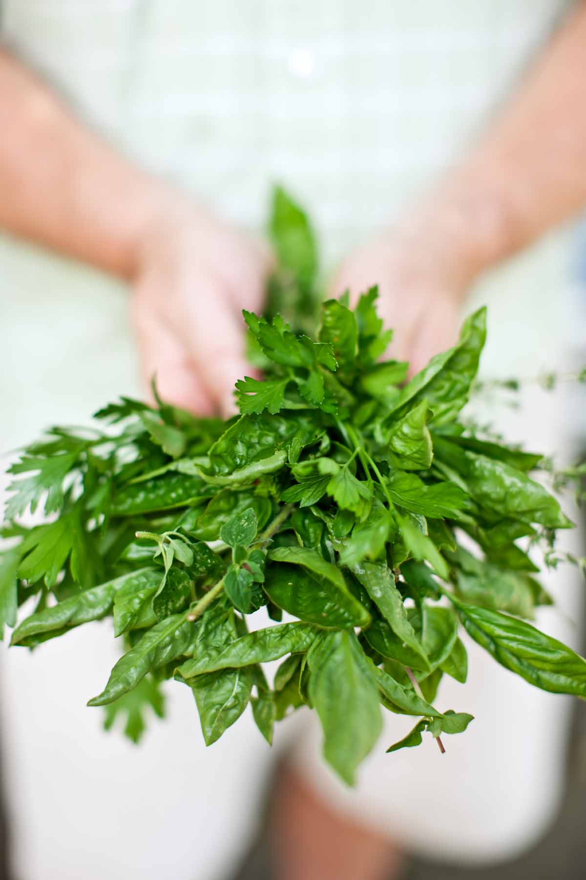 A man's hand holding a bunch of herbs.