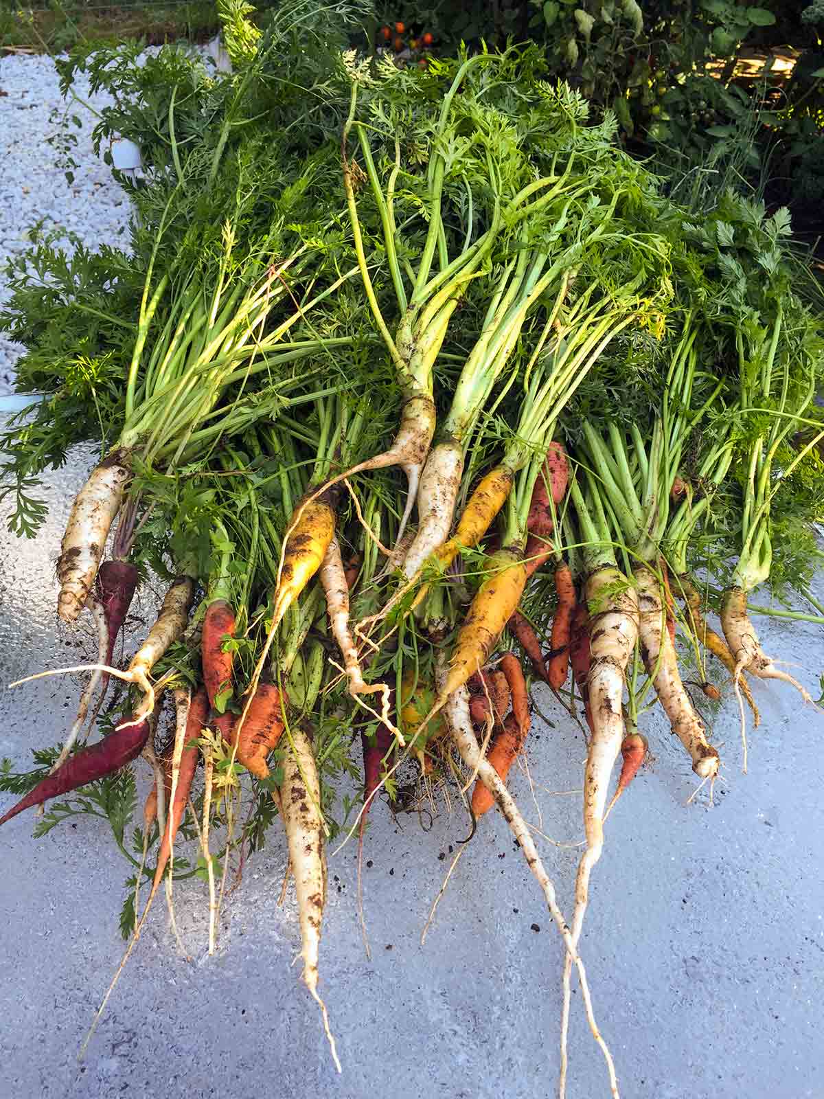 Carrots pulled from the garden that almost ate Roxbury.