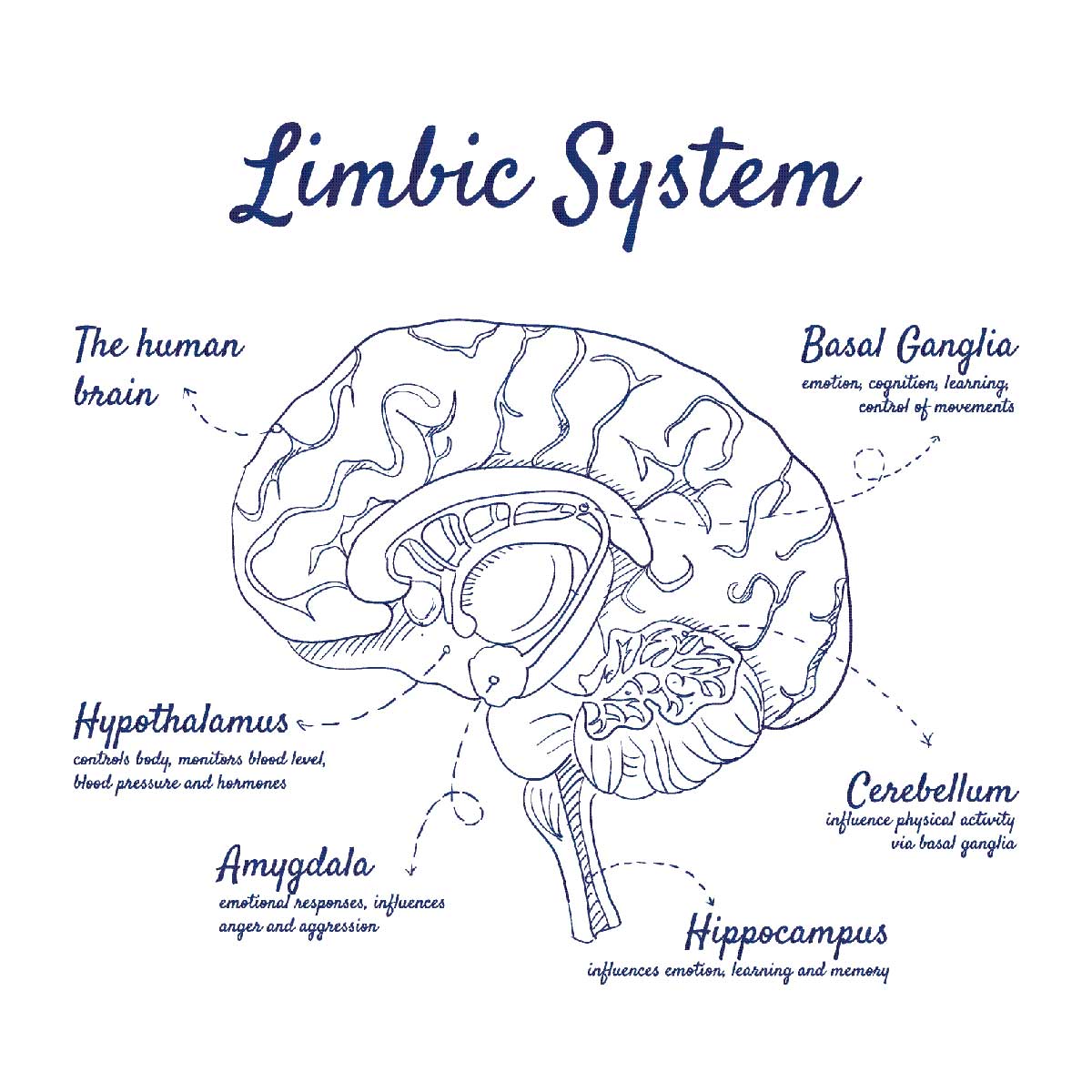 A illustration of the limbic system.