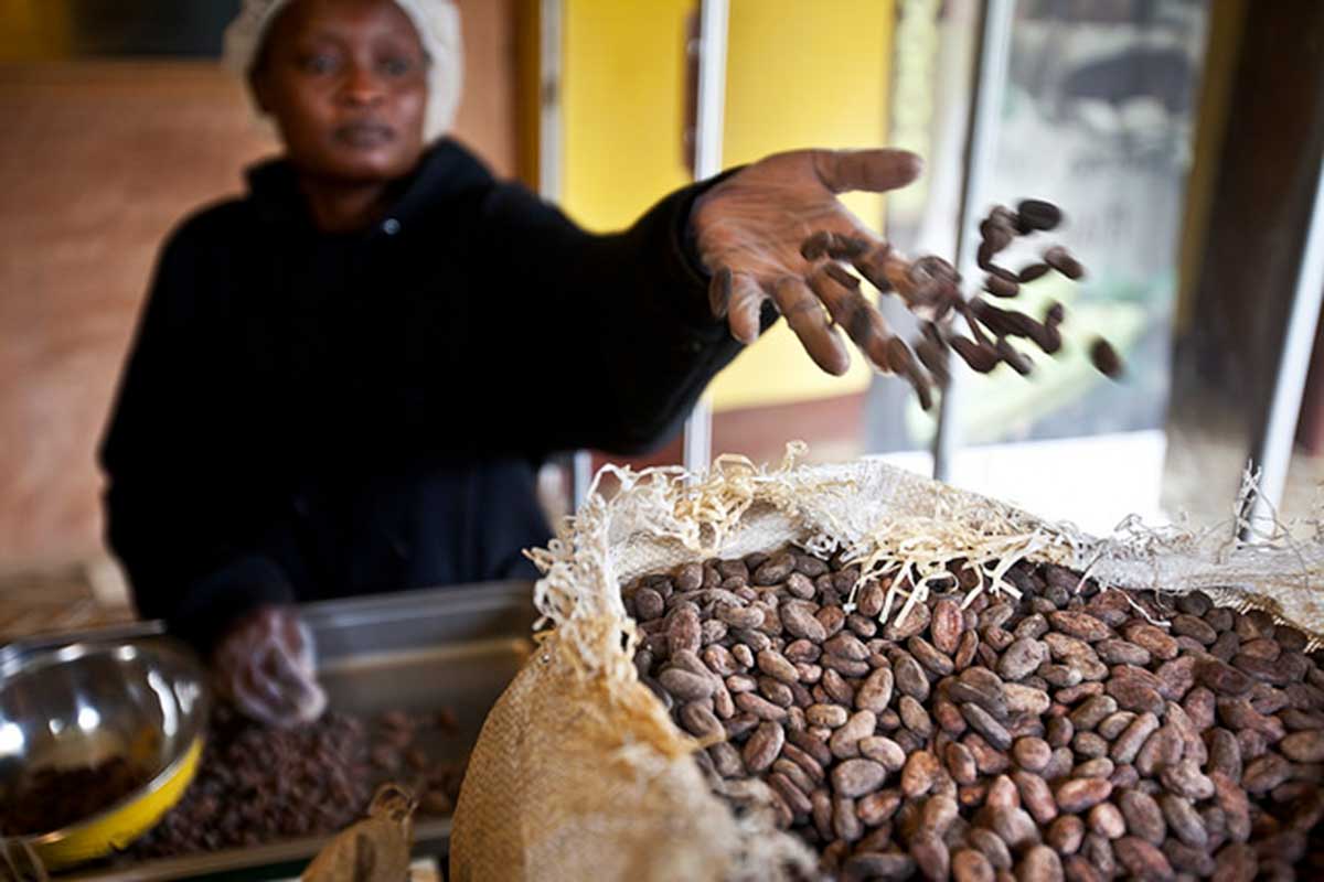 A worker sorting cacao beans for Aaskanya Chocolates in Haiti
