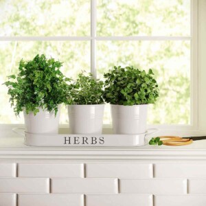 Herb Pot Planter Set on windowsill.
